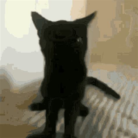 cat jumping meme gif|cat jumpscare meme.